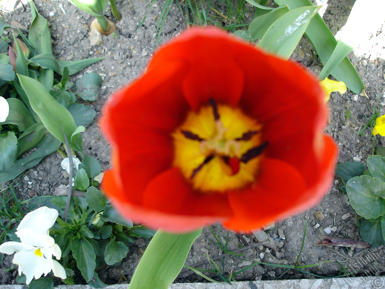 Red Turkish-Ottoman Tulip photo.
