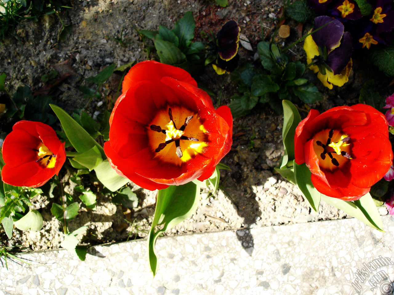 Red Turkish-Ottoman Tulip photo.
