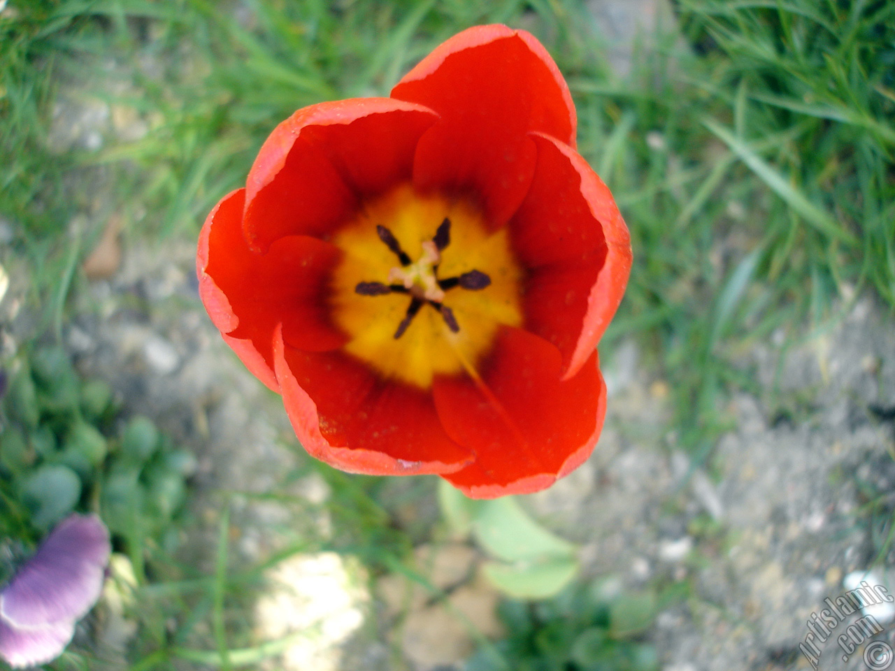 Red Turkish-Ottoman Tulip photo.
