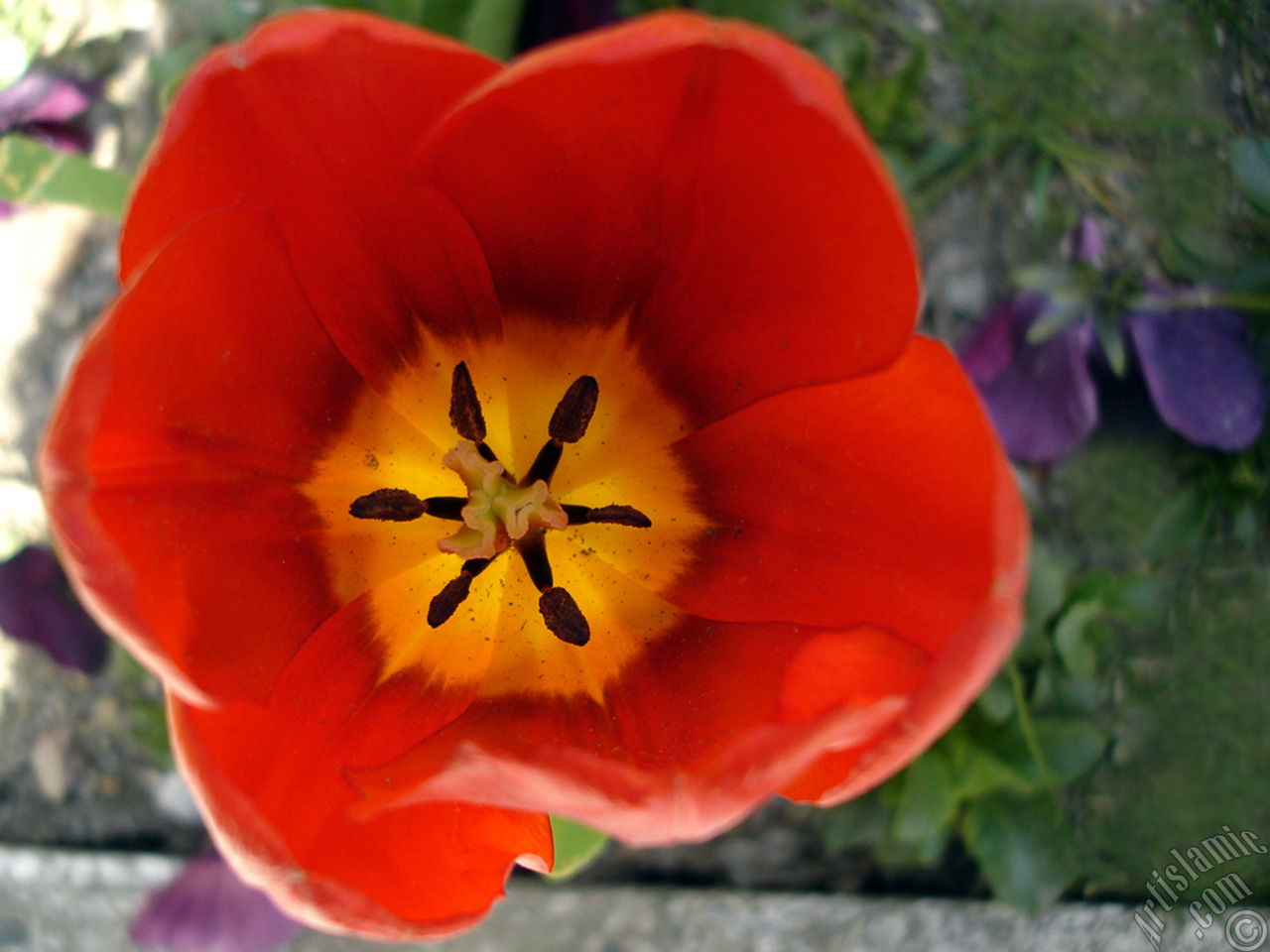 Red Turkish-Ottoman Tulip photo.
