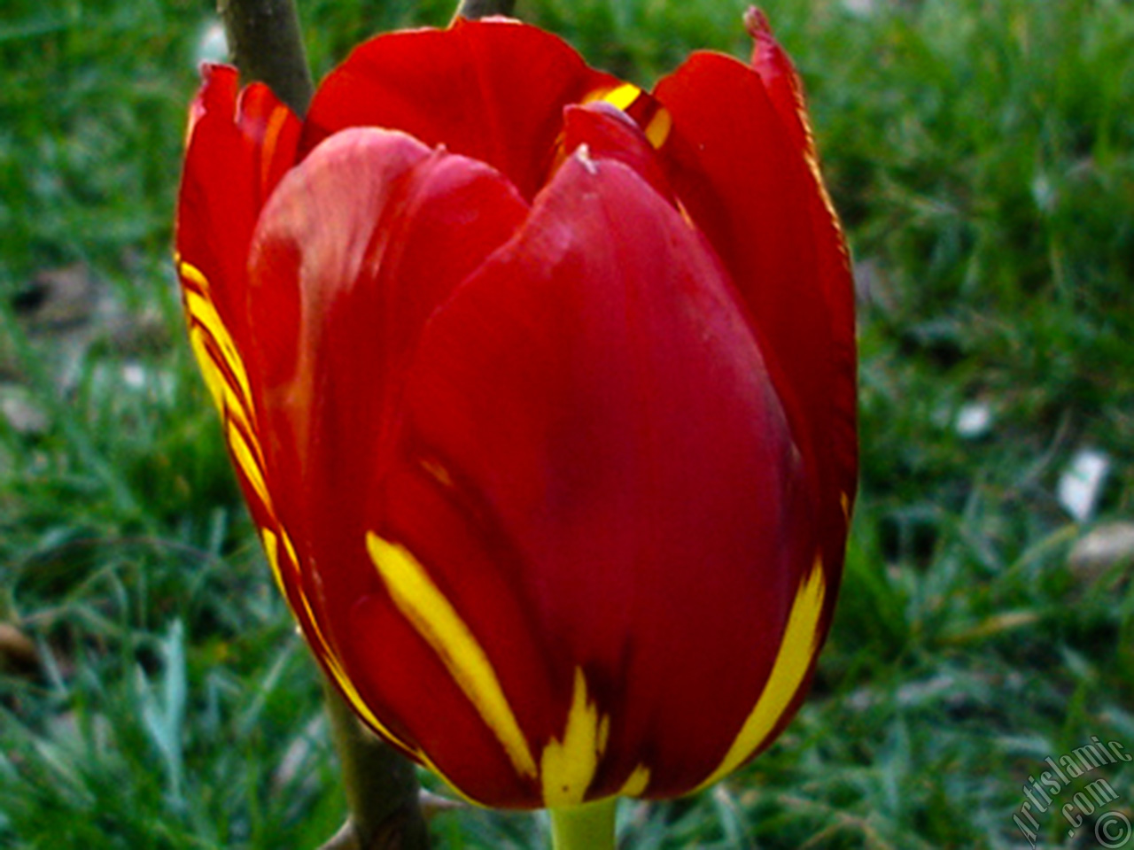 Red-yellow color Turkish-Ottoman Tulip photo.
