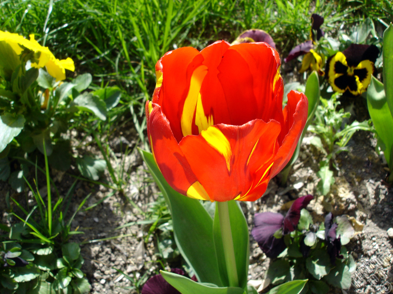 Red-yellow color Turkish-Ottoman Tulip photo.
