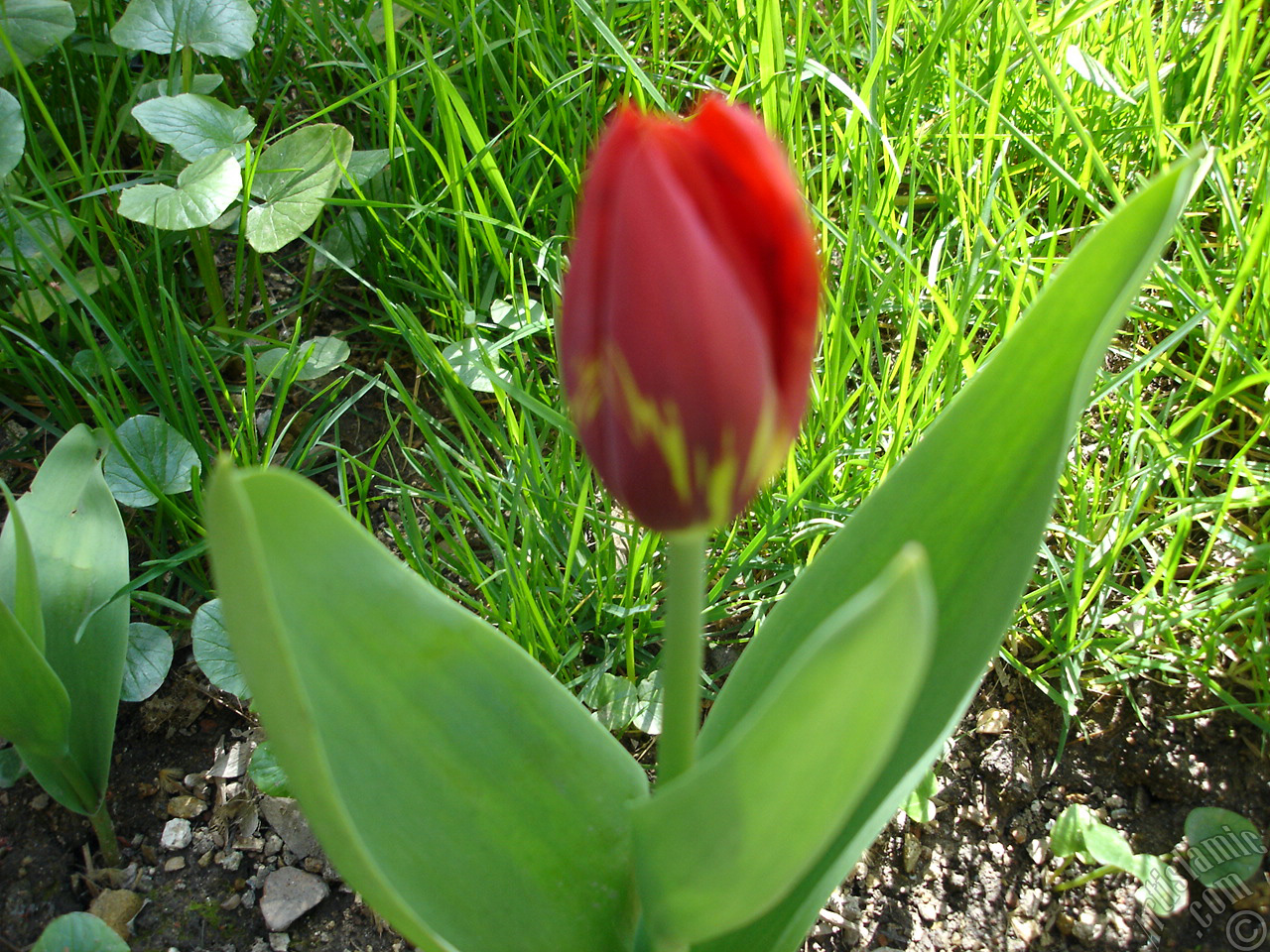 Red-yellow color Turkish-Ottoman Tulip photo.
