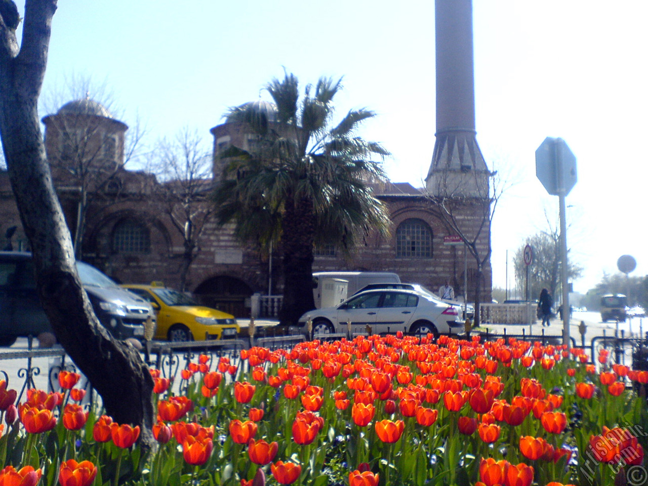 Turkish-Ottoman Tulips.
