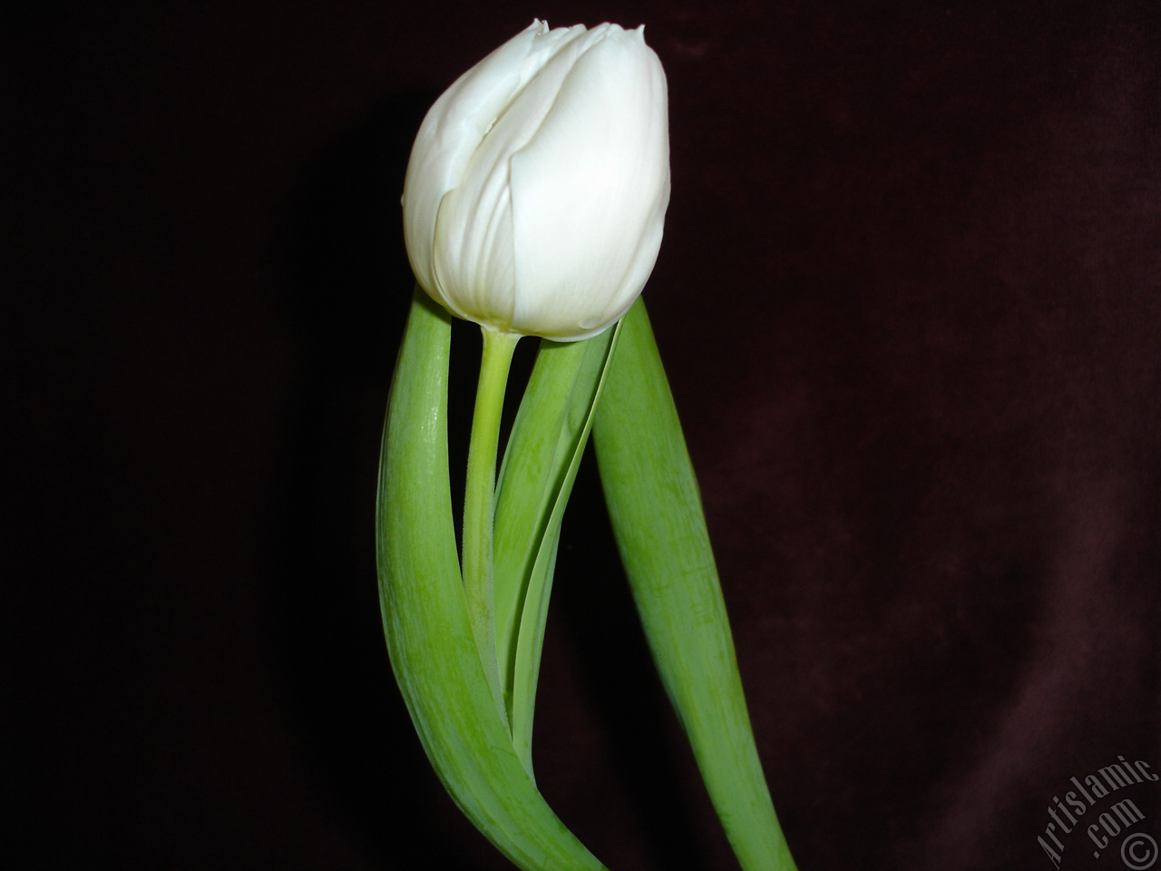 White color Turkish-Ottoman Tulip photo.
