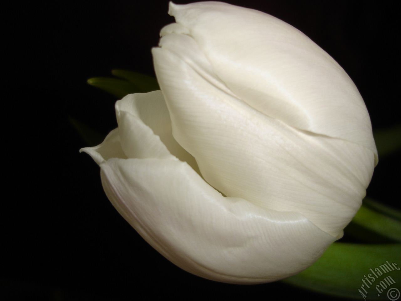 White color Turkish-Ottoman Tulip photo.
