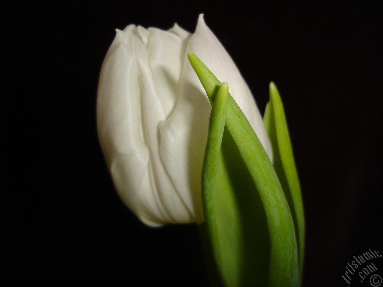 White color Turkish-Ottoman Tulip photo.
