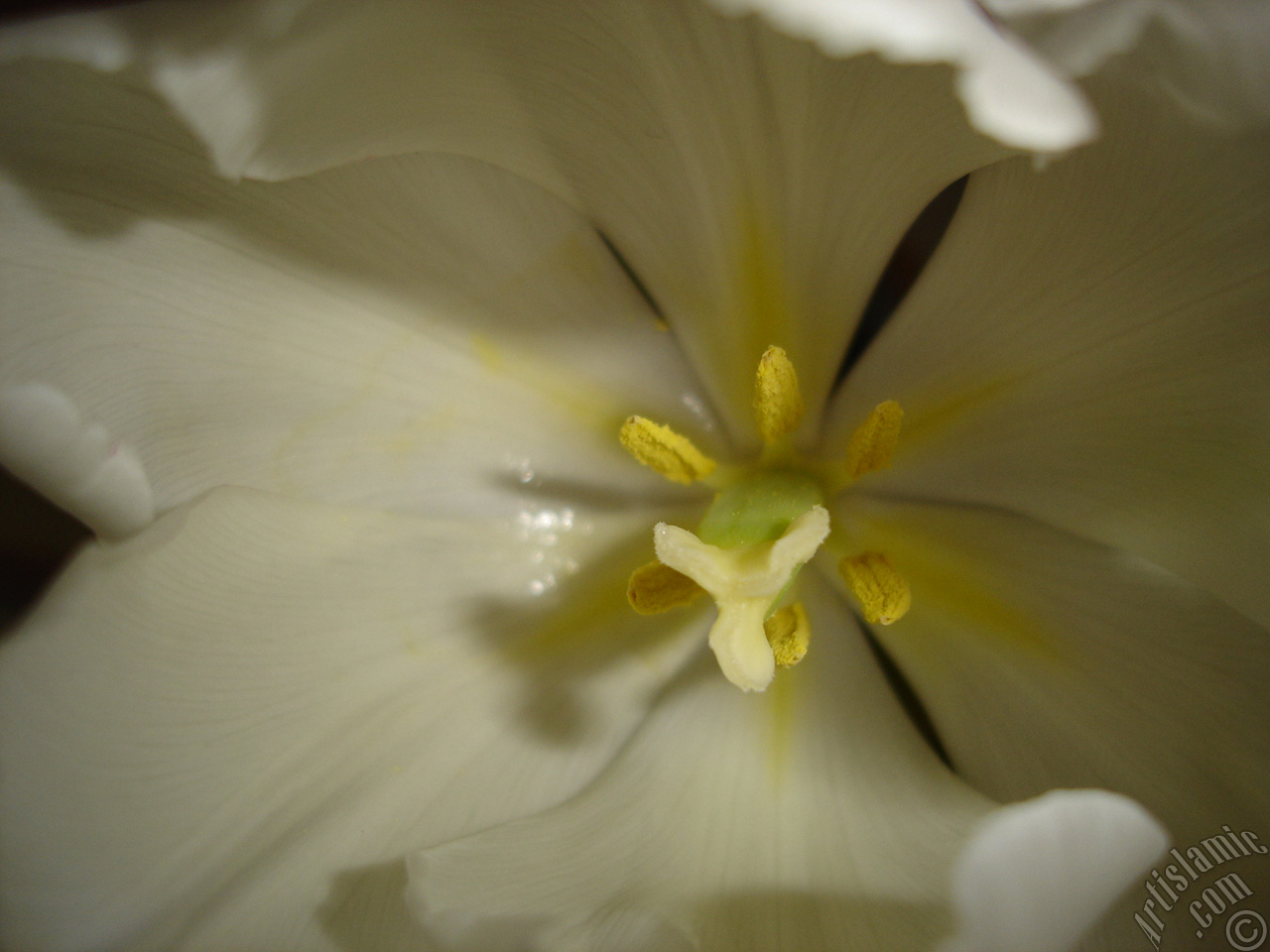 White color Turkish-Ottoman Tulip photo.
