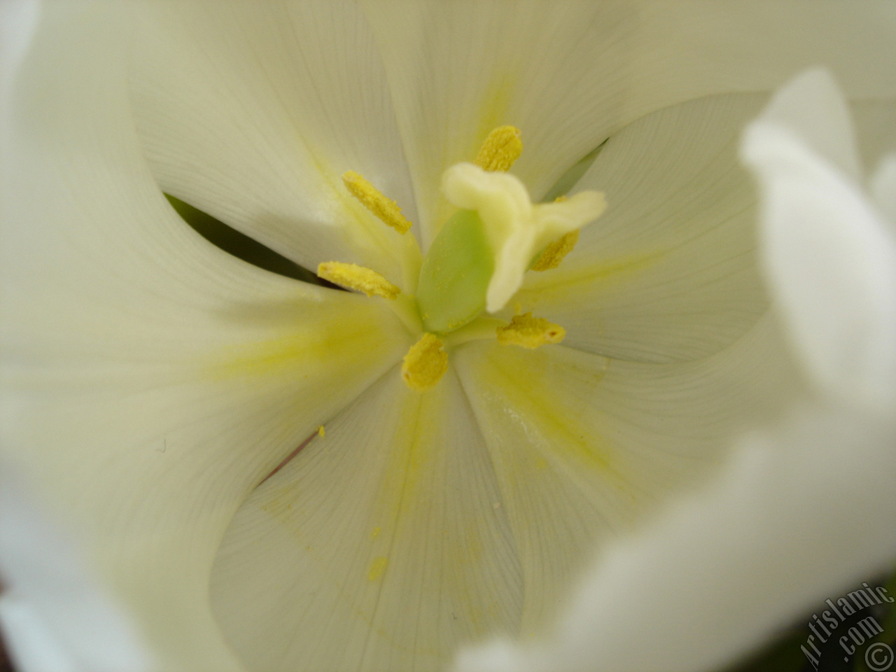 White color Turkish-Ottoman Tulip photo.
