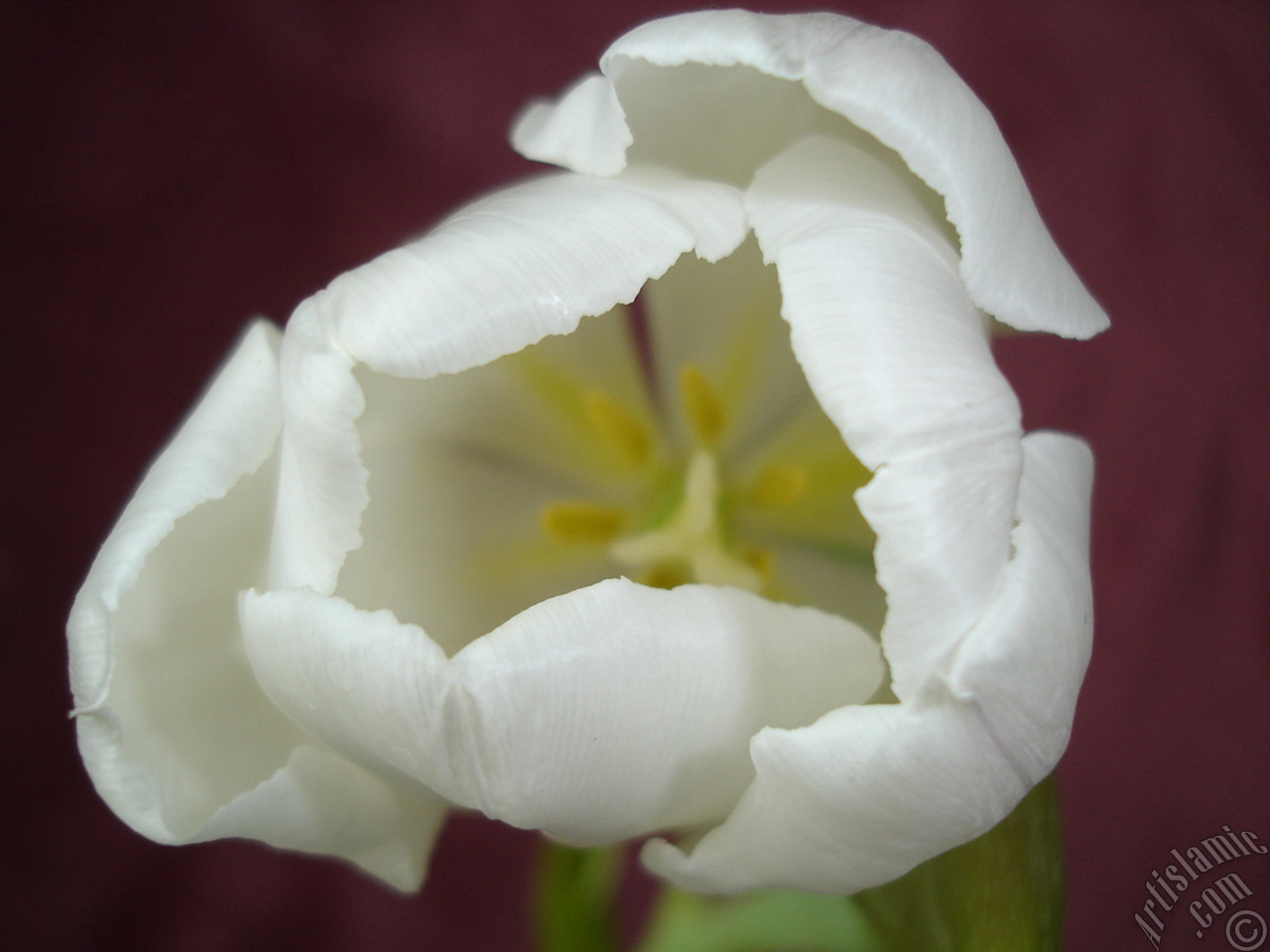 White color Turkish-Ottoman Tulip photo.
