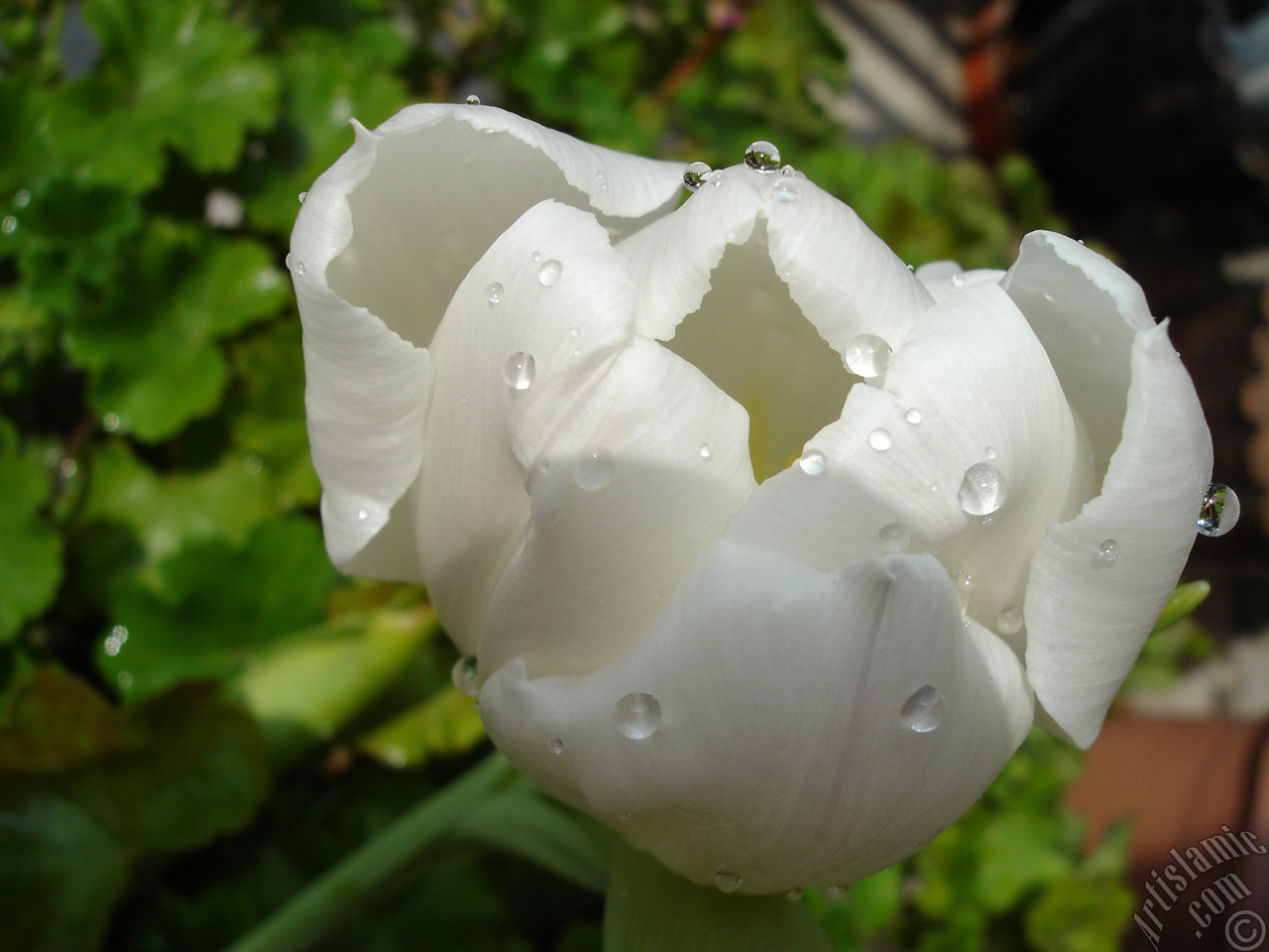 White color Turkish-Ottoman Tulip photo.
