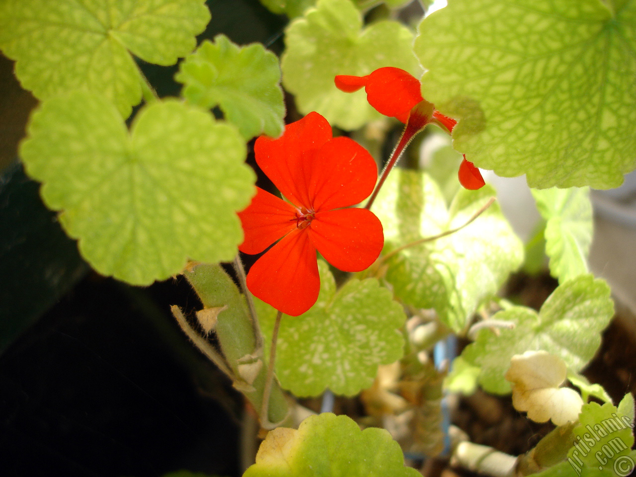 Red Colored Pelargonia -Geranium- flower.
