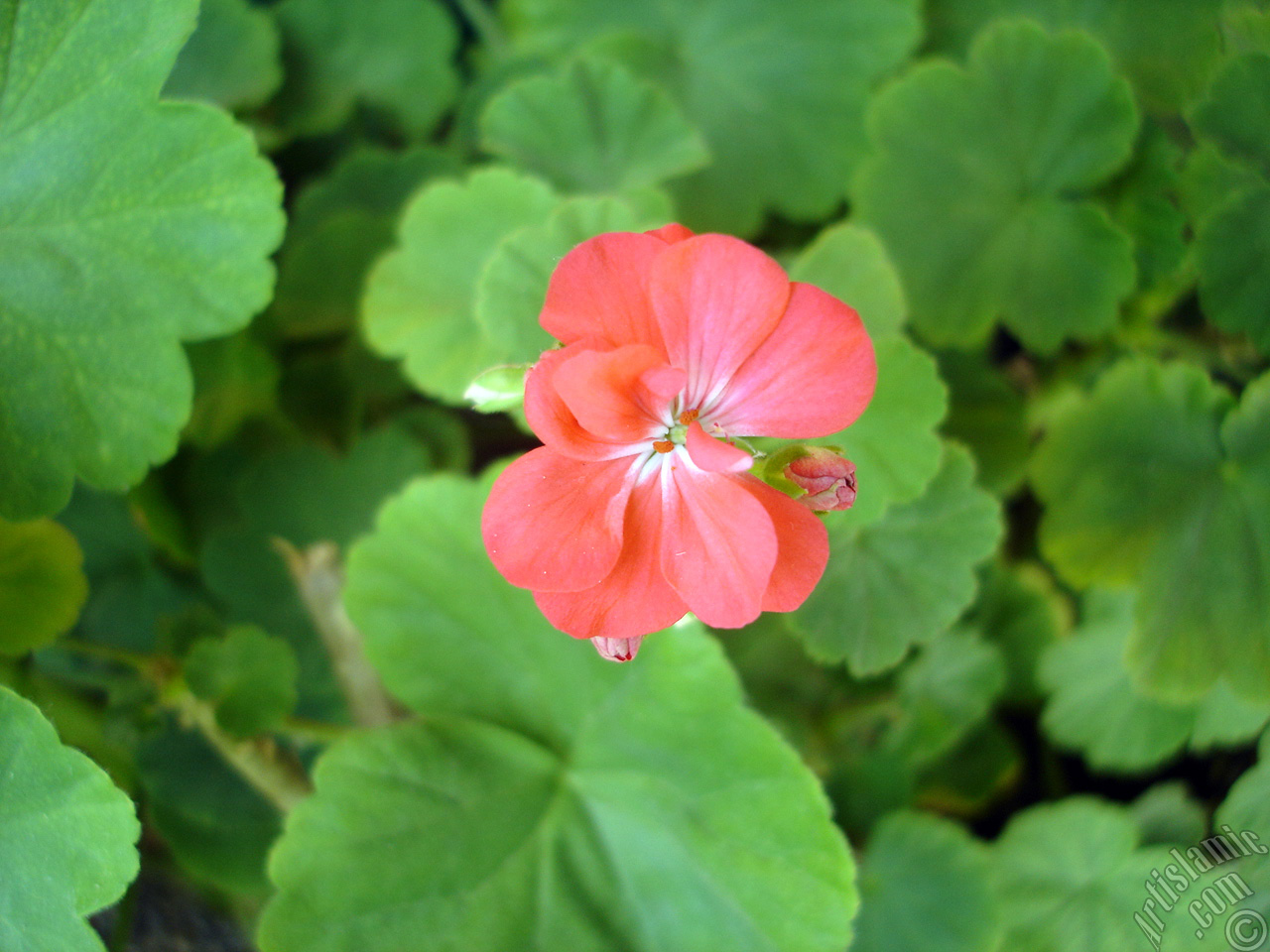 Red Colored Pelargonia -Geranium- flower.
