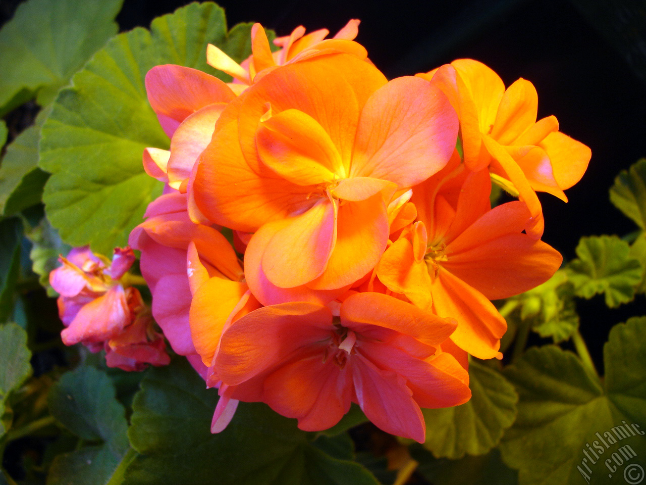 Red Colored Pelargonia -Geranium- flower.
