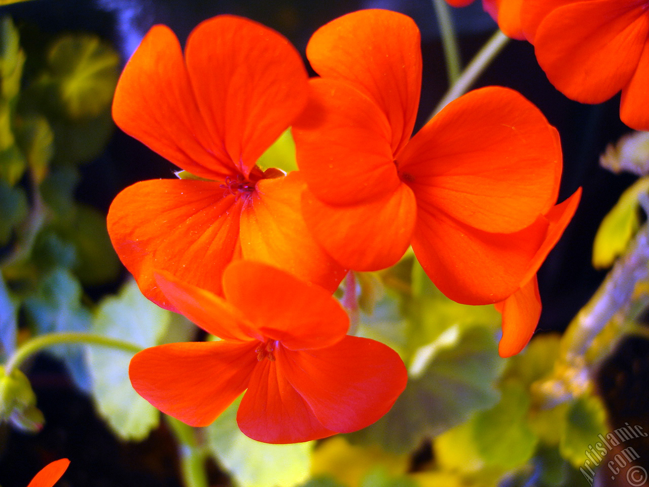 Red Colored Pelargonia -Geranium- flower.
