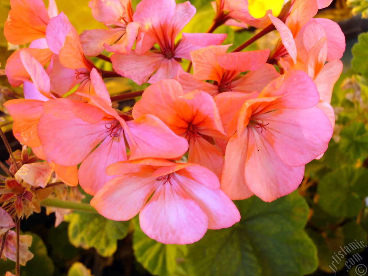 Pink Colored Pelargonia -Geranium- flower.
