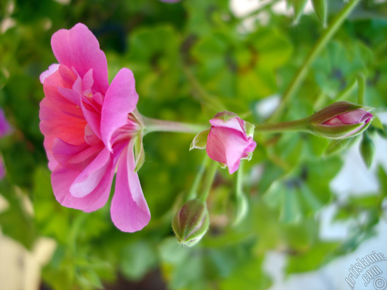 Pink Colored Pelargonia -Geranium- flower.
