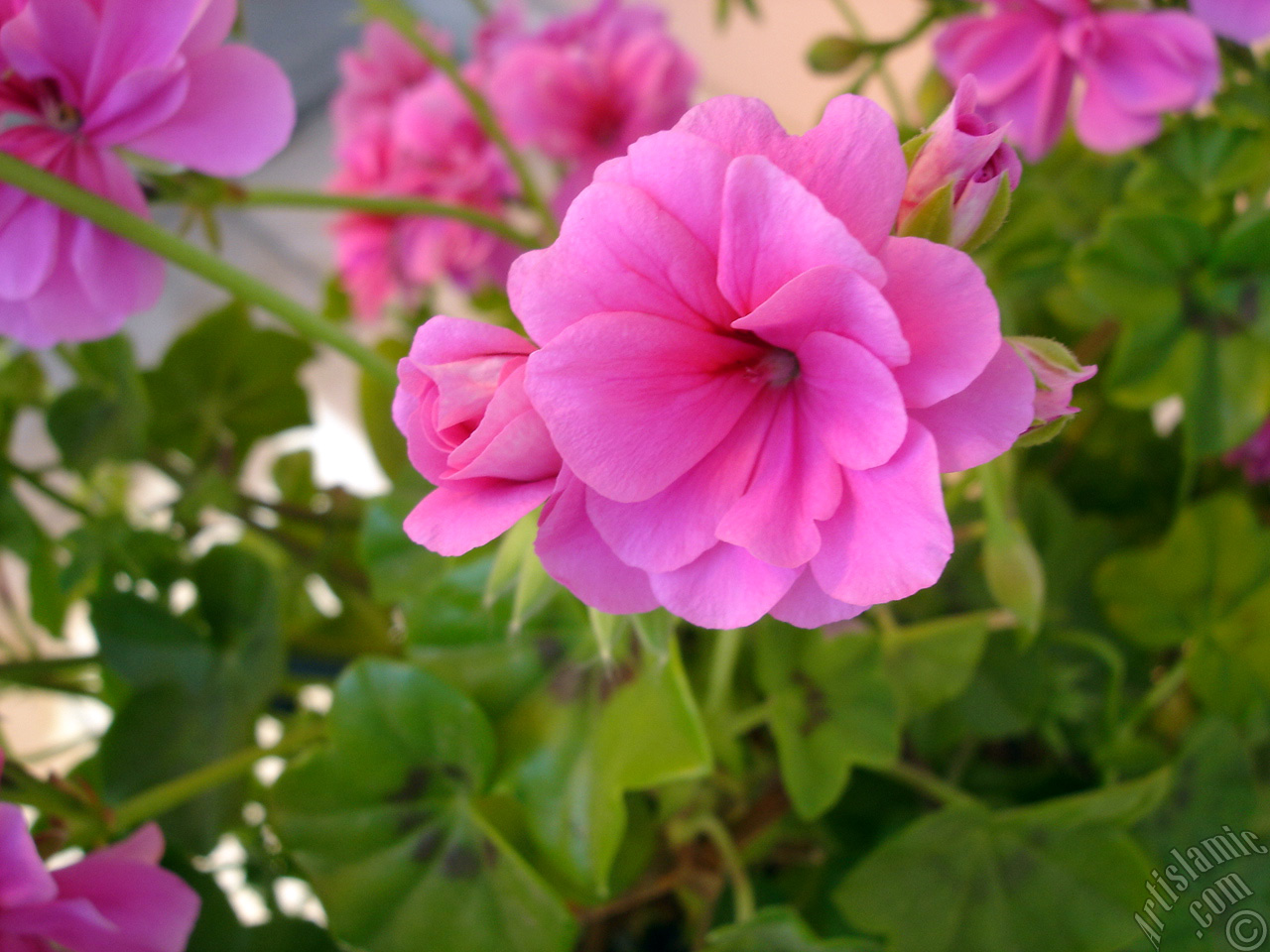 Pink Colored Pelargonia -Geranium- flower.
