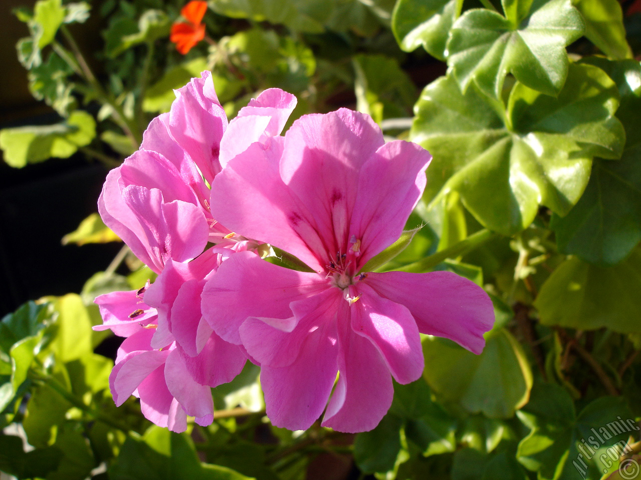 Pink Colored Pelargonia -Geranium- flower.
