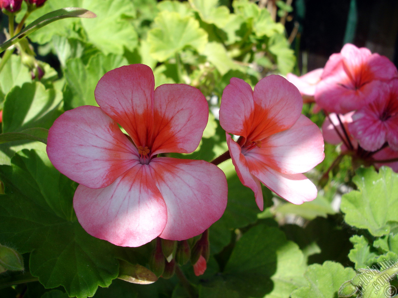 Pink and red color Pelargonia -Geranium- flower.
