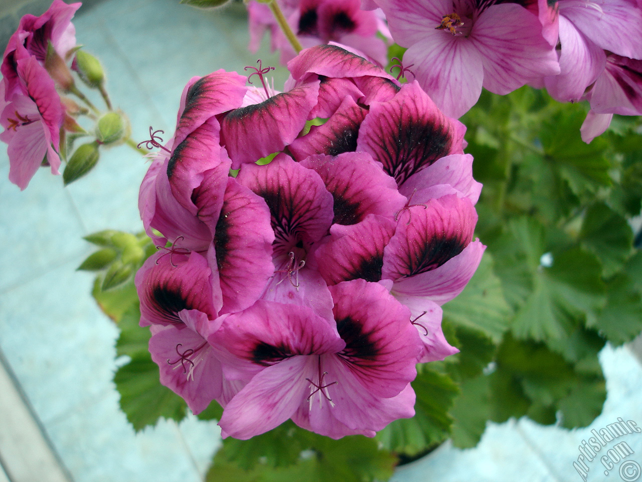 Dark pink mottled Pelargonia -Geranium- flower.
