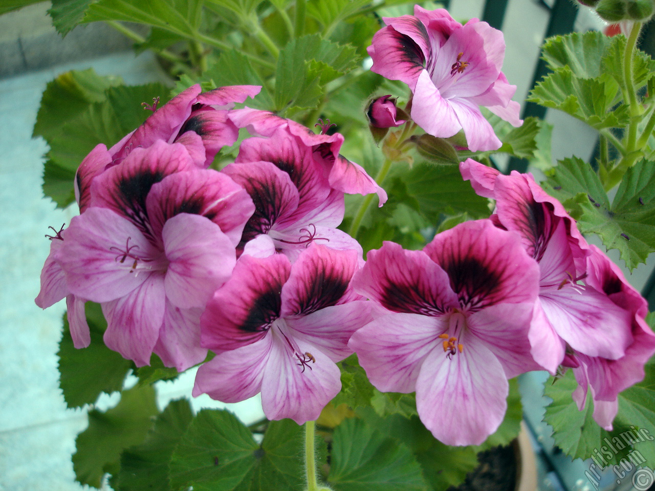 Dark pink mottled Pelargonia -Geranium- flower.
