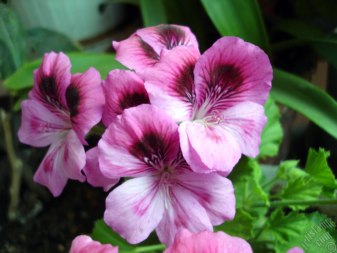 Dark pink mottled Pelargonia -Geranium- flower.
