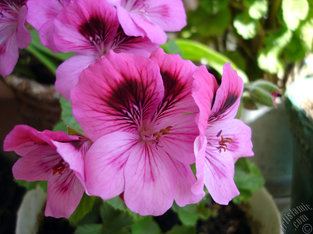 Dark pink mottled Pelargonia -Geranium- flower.
