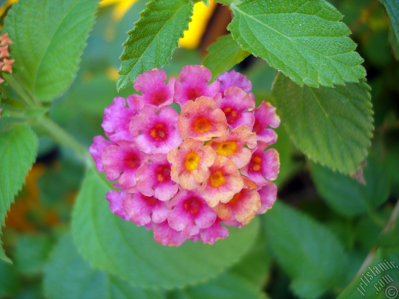 Lantana camara -bush lantana- flower.
