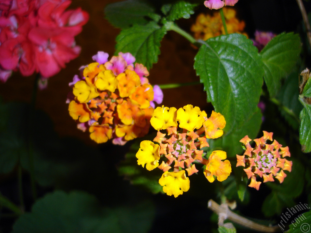 Lantana camara -bush lantana- flower.
