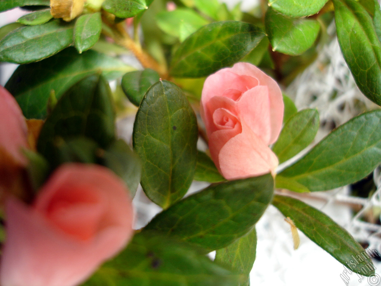 Pink color Azalea -Rhododendron- flower.
