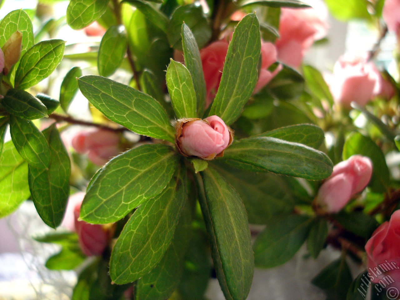 Pink color Azalea -Rhododendron- flower.
