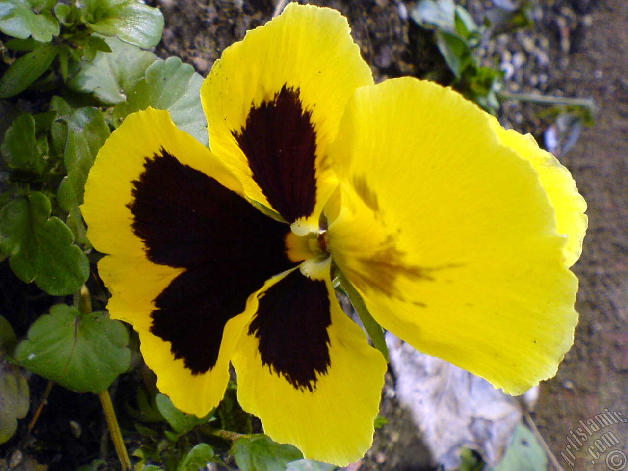 Yellow color Viola Tricolor -Heartsease, Pansy, Multicoloured Violet, Johnny Jump Up- flower.
