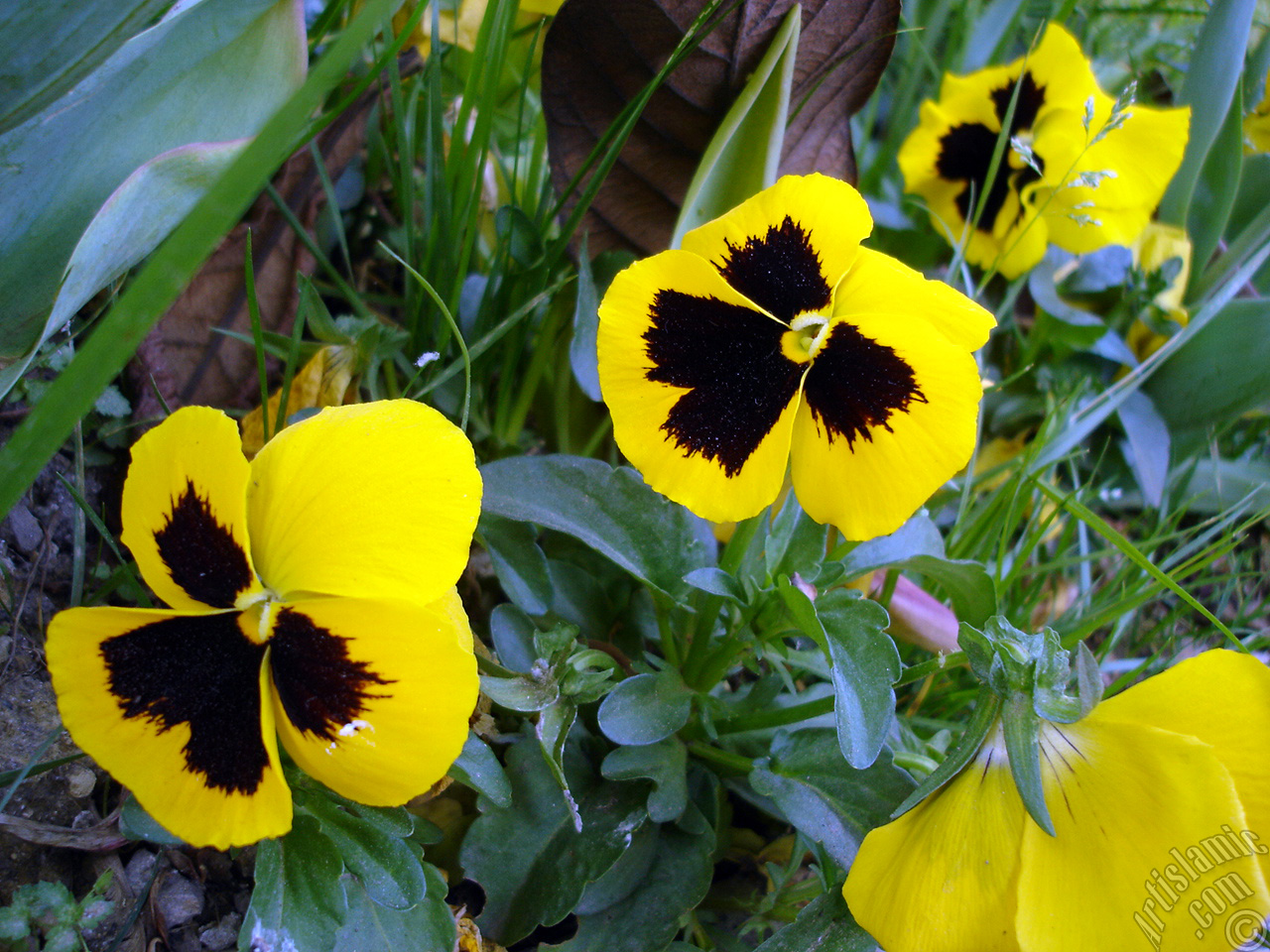 Yellow color Viola Tricolor -Heartsease, Pansy, Multicoloured Violet, Johnny Jump Up- flower.
