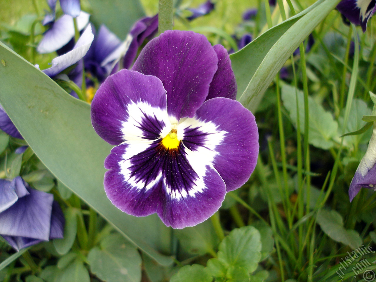 Purple color Viola Tricolor -Heartsease, Pansy, Multicoloured Violet, Johnny Jump Up- flower.
