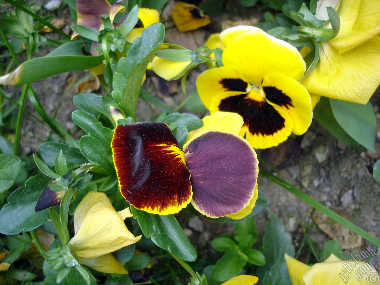 Yellow color Viola Tricolor -Heartsease, Pansy, Multicoloured Violet, Johnny Jump Up- flower.
