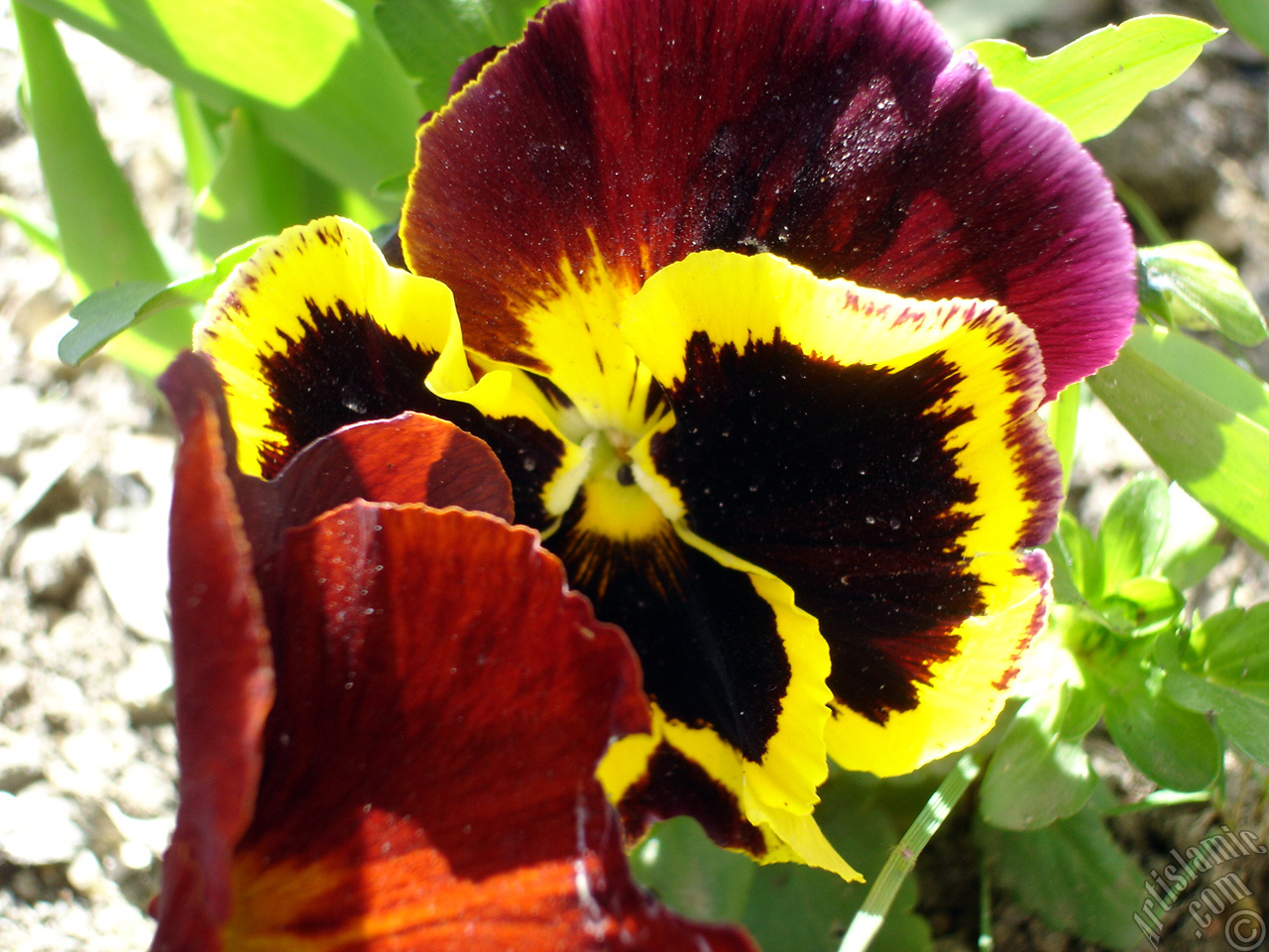 Brown color Viola Tricolor -Heartsease, Pansy, Multicoloured Violet, Johnny Jump Up- flower.
