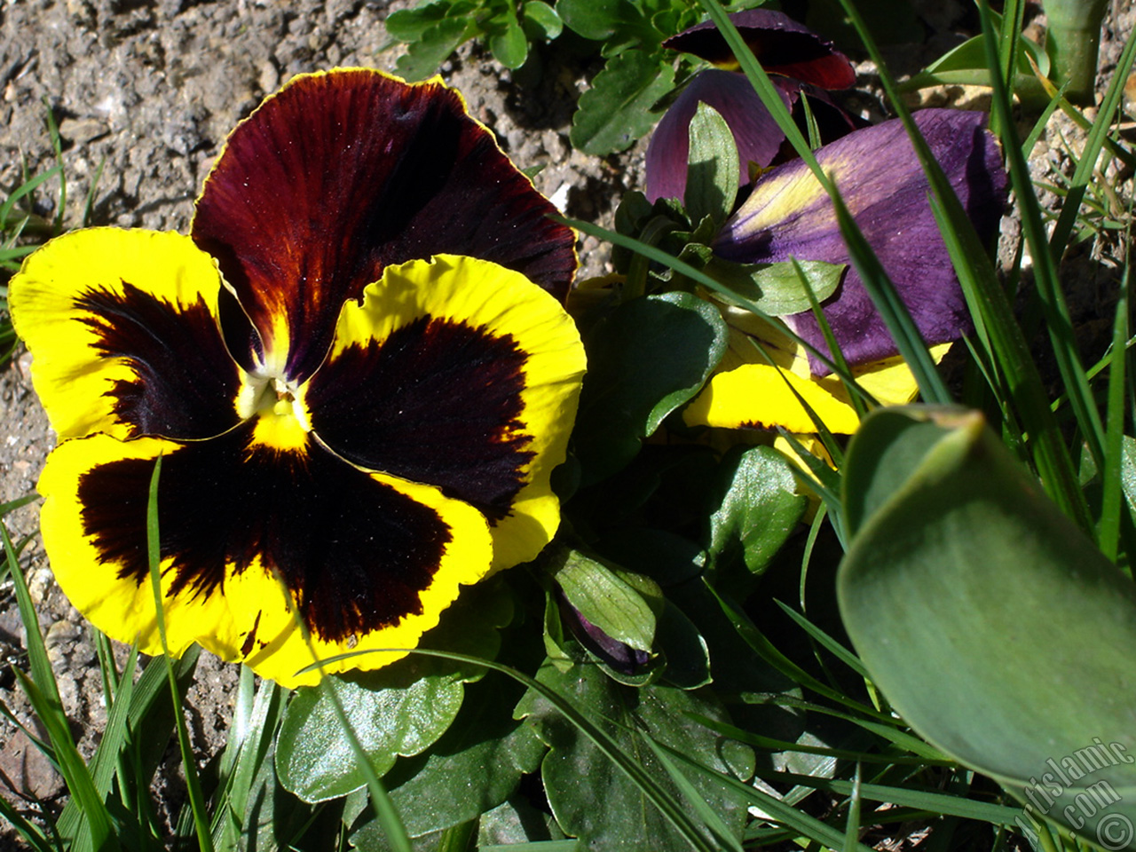 Brown color Viola Tricolor -Heartsease, Pansy, Multicoloured Violet, Johnny Jump Up- flower.
