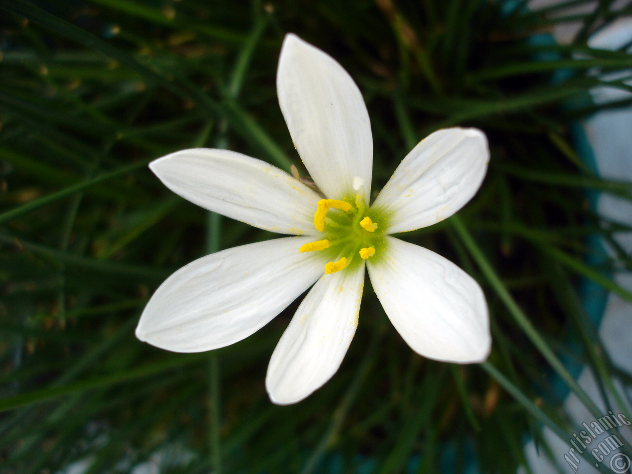 White color flower similar to lily.
