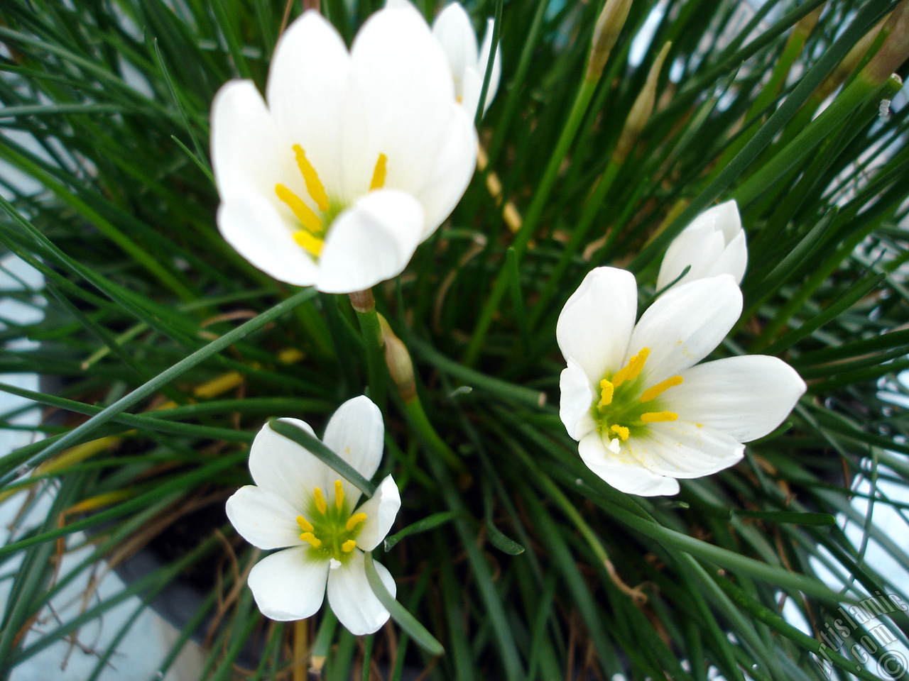 White color flower similar to lily.
