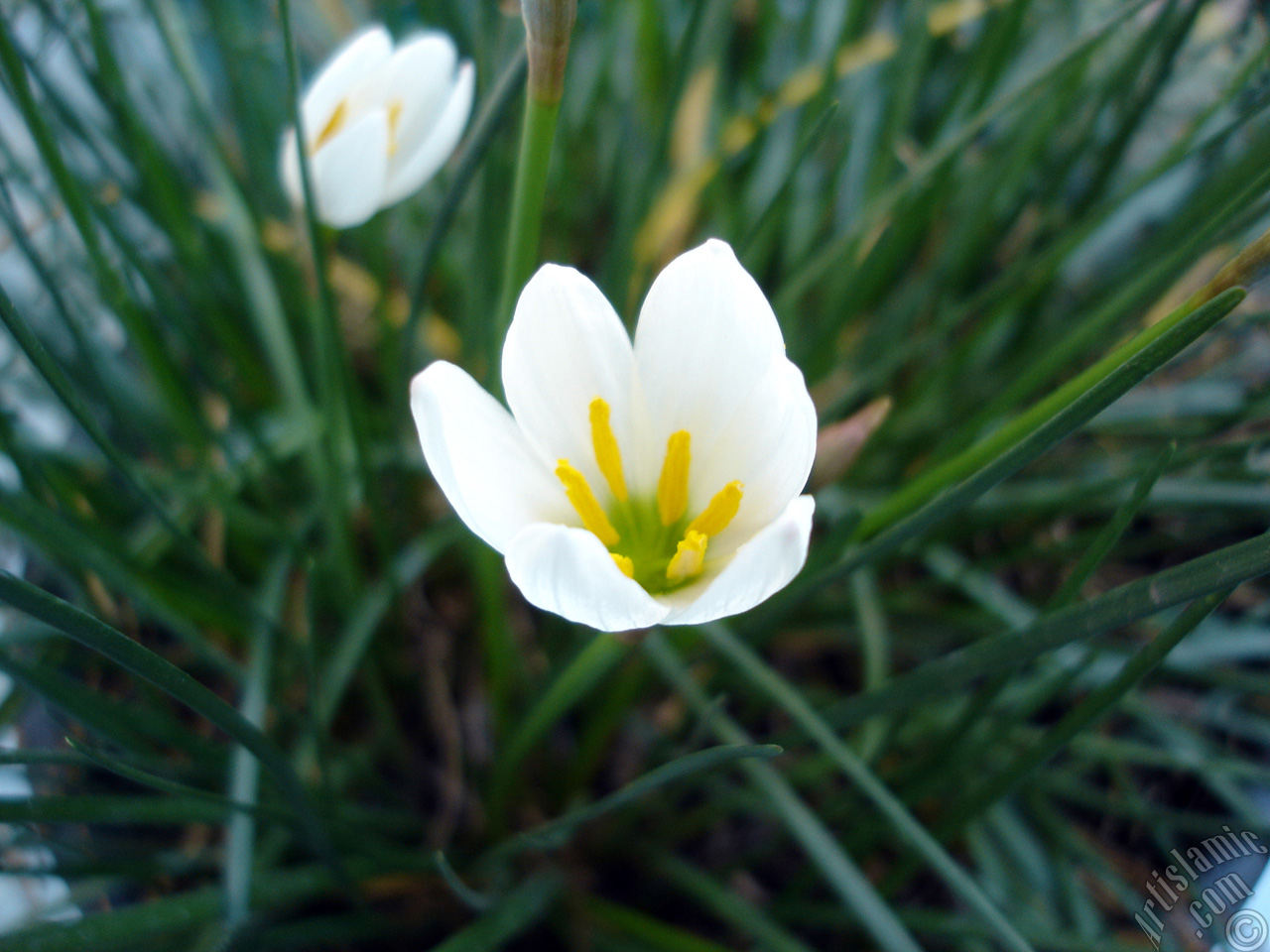 White color flower similar to lily.
