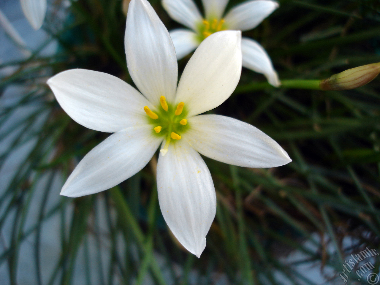 White color flower similar to lily.
