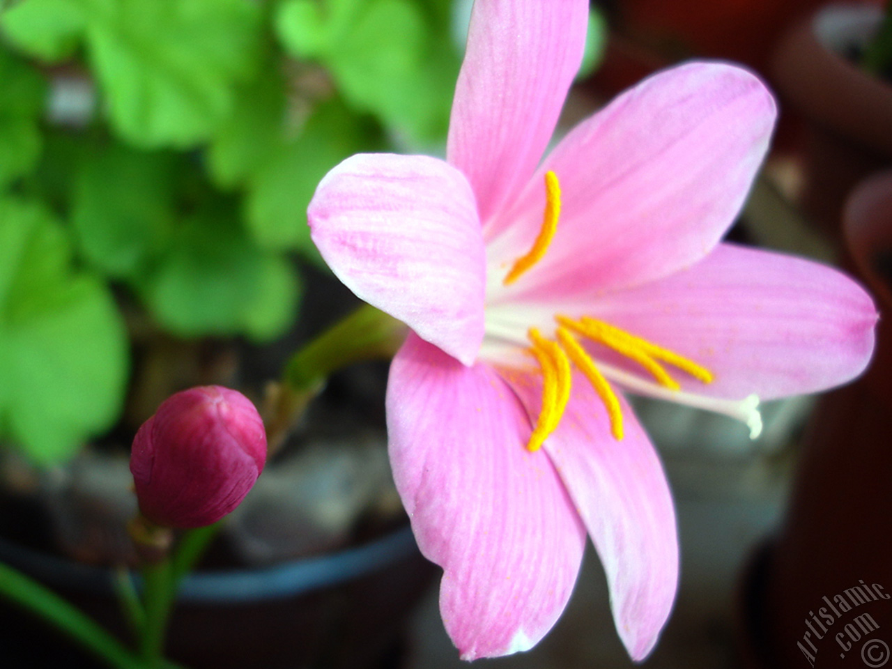 Pink color flower similar to lily.
