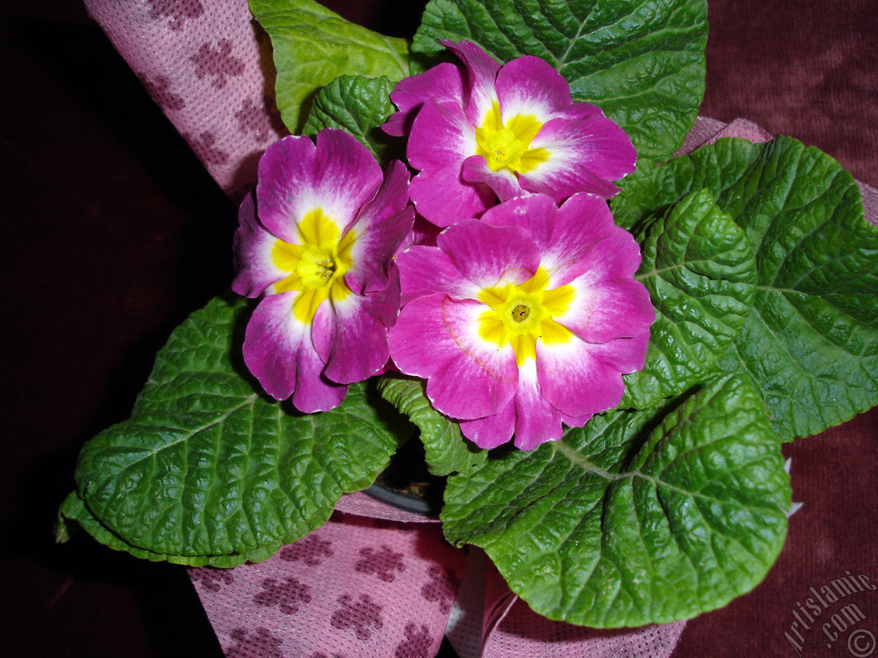 Primrose flower.
