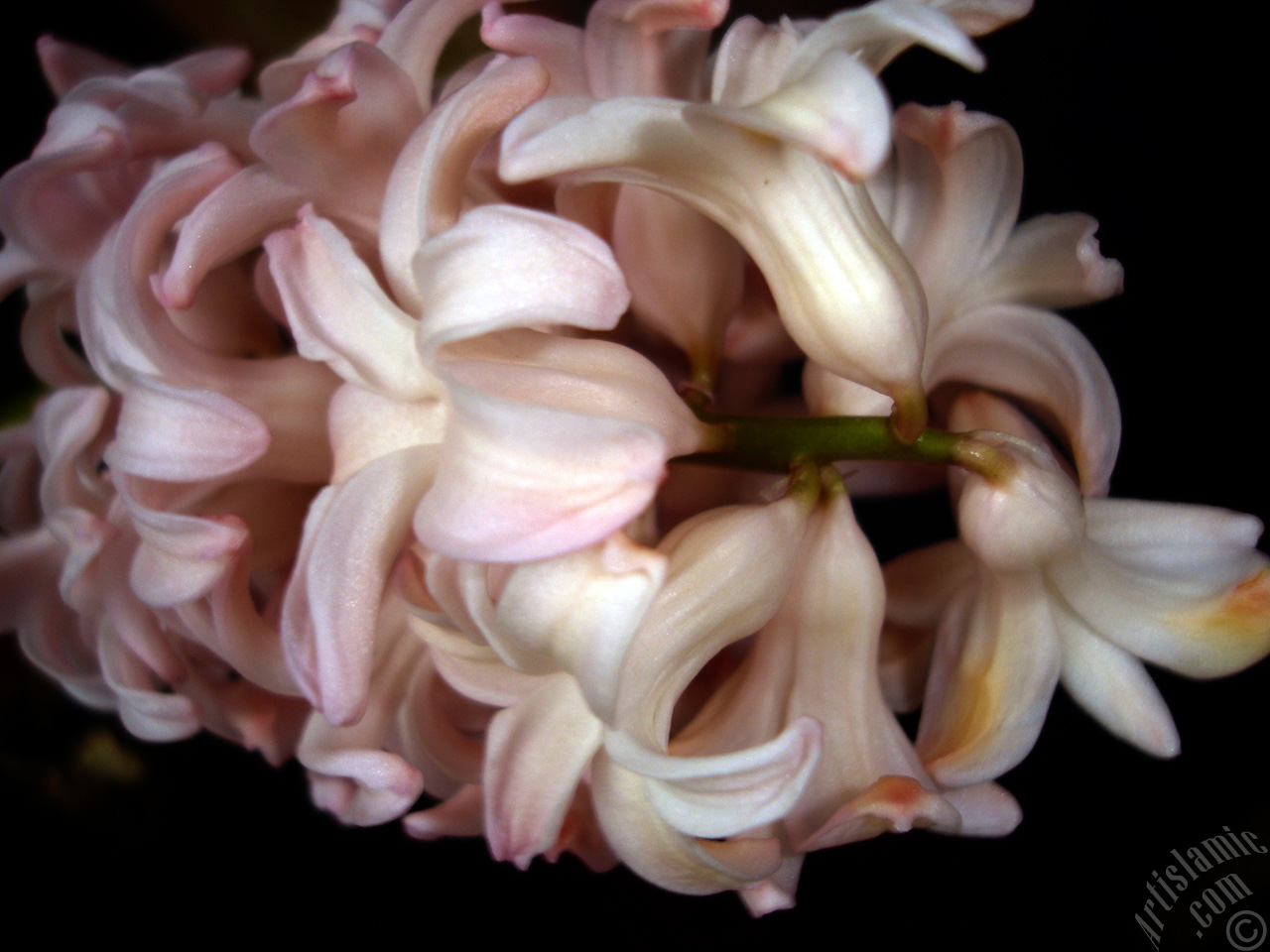 Pink color Hyacinth flower.
