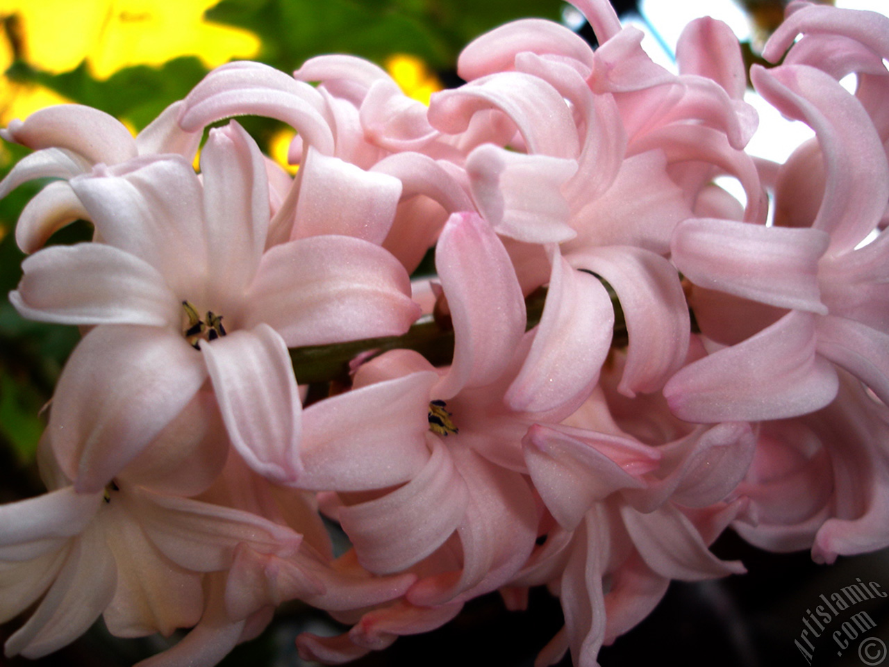 Pink color Hyacinth flower.
