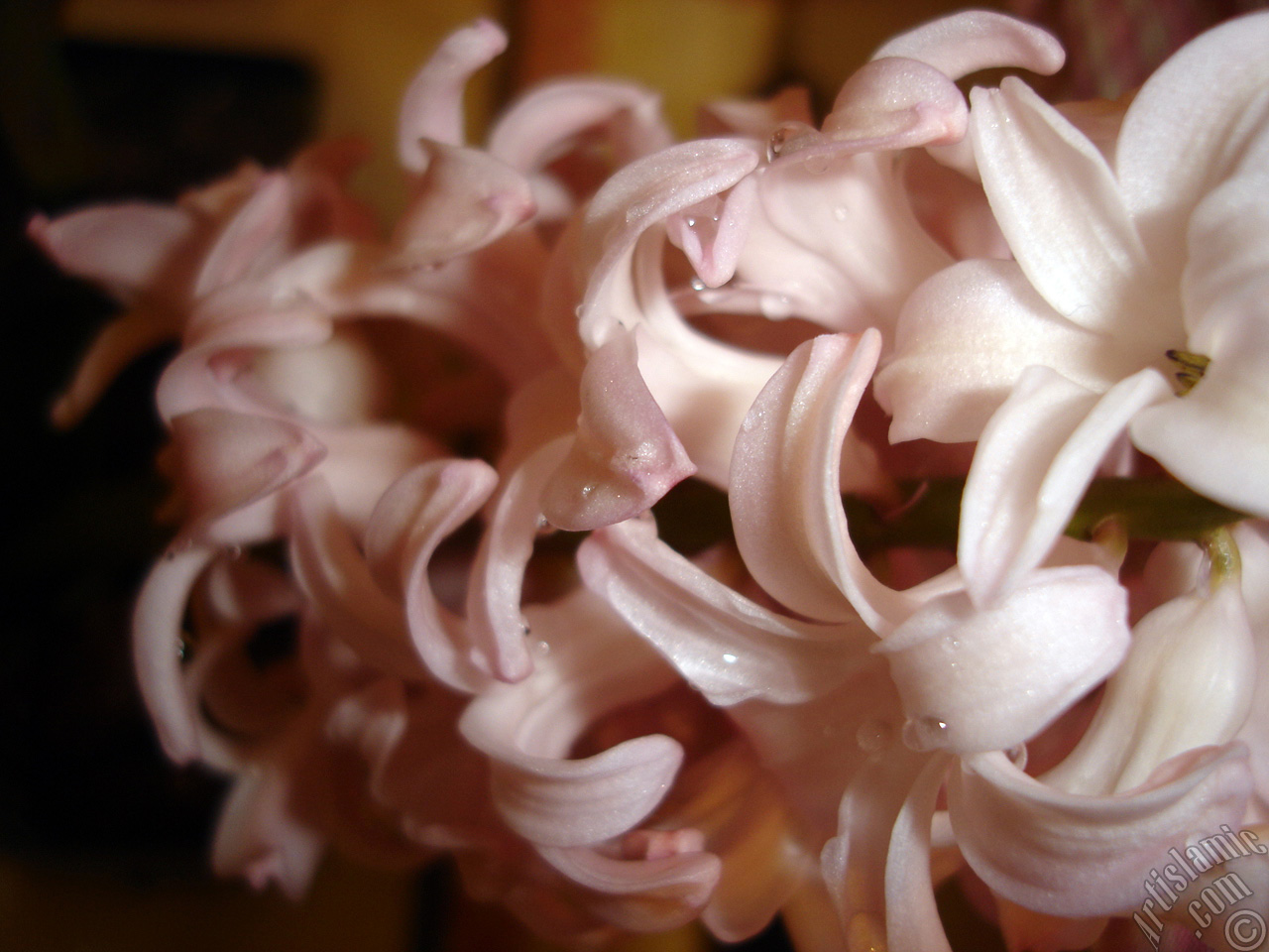 Pink color Hyacinth flower.
