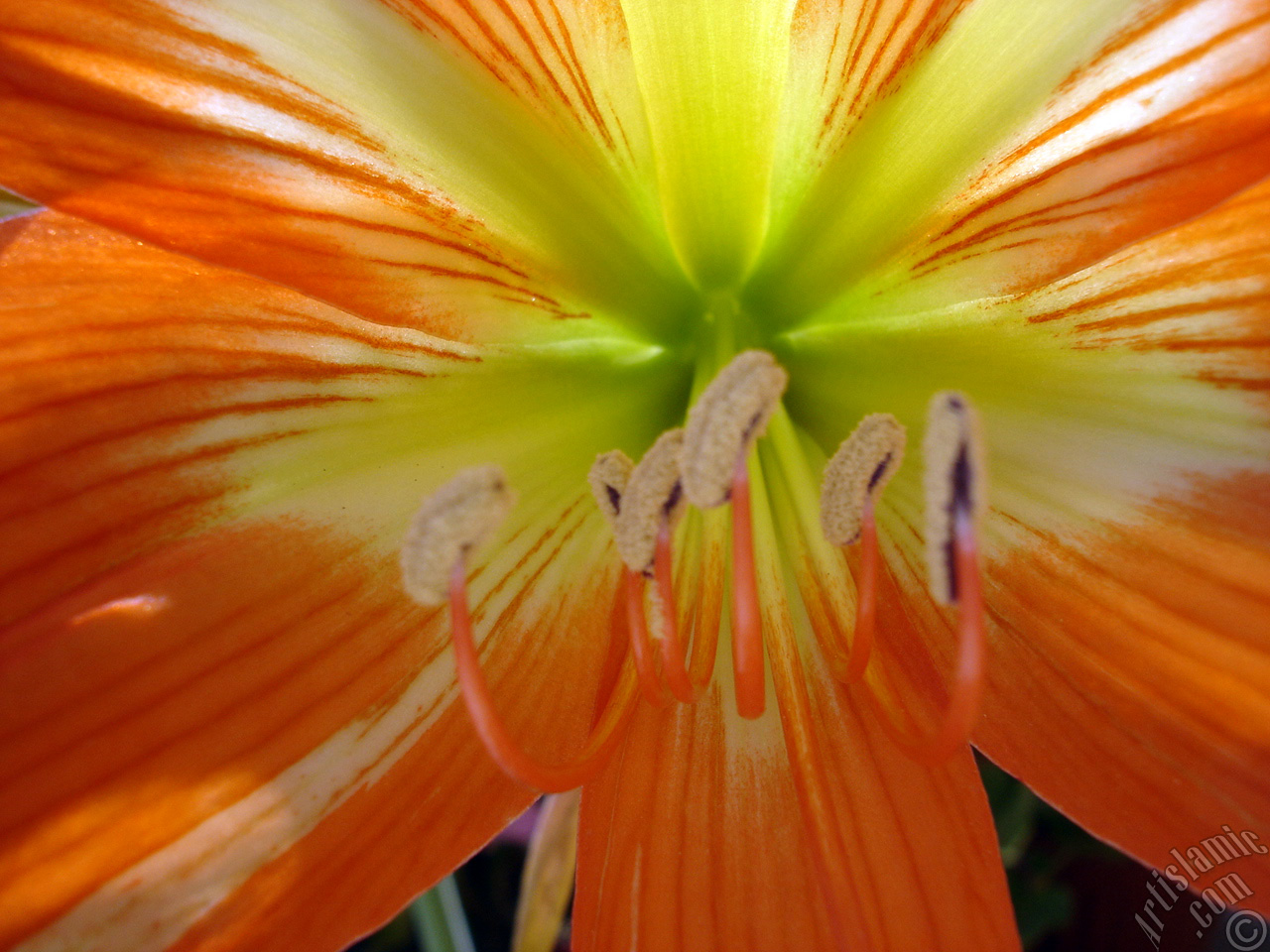 Red color amaryllis flower.
