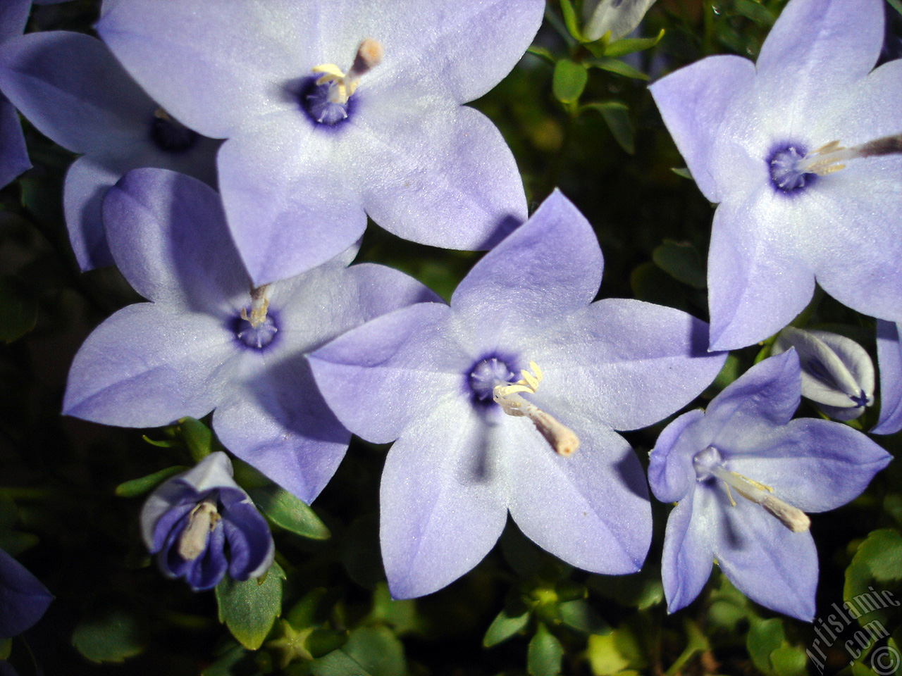 Balloon Flower -Chinese Bellflower-.
