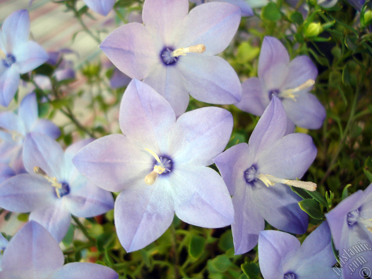 Balloon Flower -Chinese Bellflower-.
